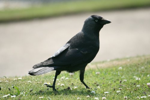 Jackdaw.