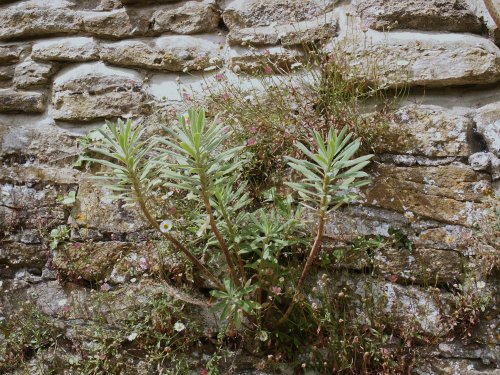 Scene in the walled garden