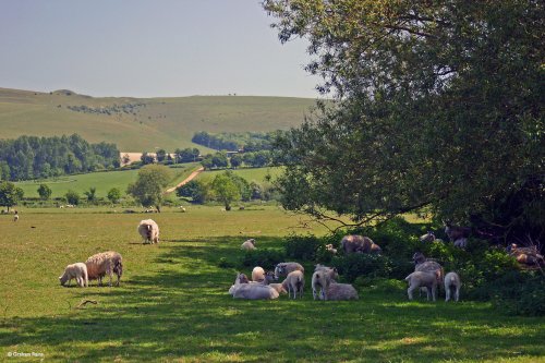 Stour Valley Summer