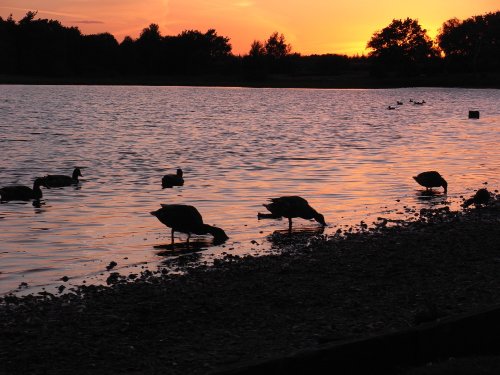 Hatchet pond