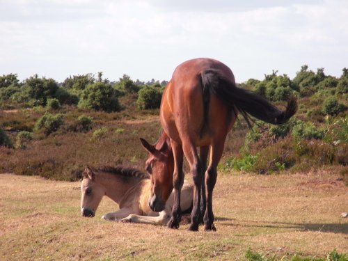 Mare and foal near Bratley view