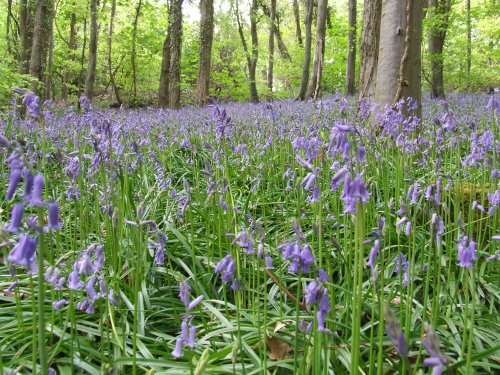 Blue Bell Wood (Coed Cefn)