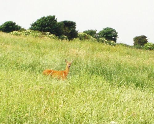 A Deer near Swyre Head, Isle of Purbeck.