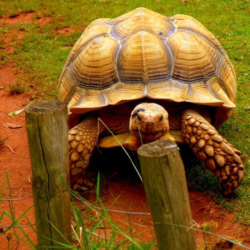 Giant Tortoise