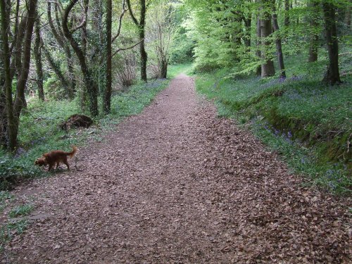 Blue Bell Wood (Coed Cefn) Crickhowell