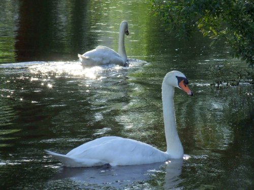 Swans at Crickhowell Bridge