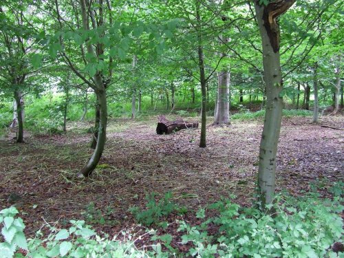 Llangattock Beechwood