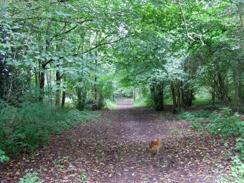 Llangattock Beechwood