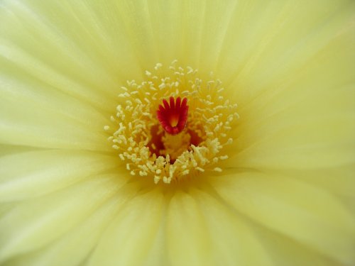 Cactus flower.