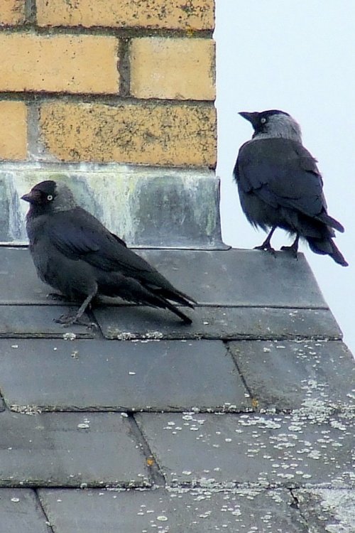 Two Jackdaws seen In Crickhowell