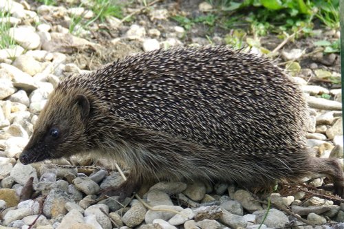 Hedgehog Wondering