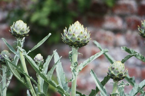 Redisham Hall Gardens