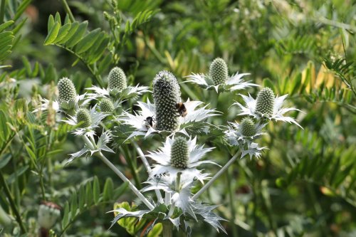 Redisham Hall Gardens