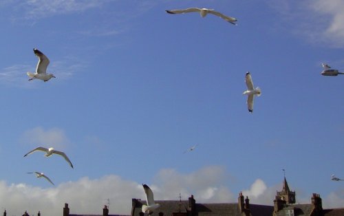 Seagulls