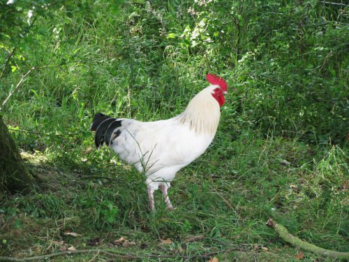 Cockerel outside the Hall