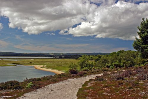 Arne Nature Reserve in Dorset