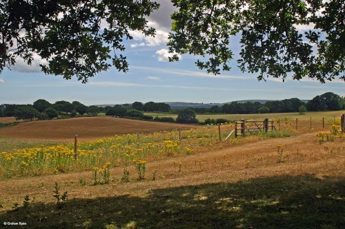 Arne Nature Reserve in Dorset