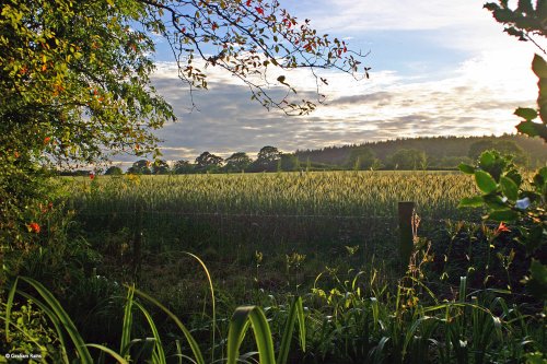 Stour Valley Summer