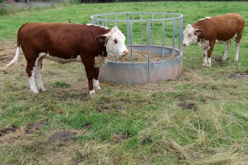 Ewyas Harold Cows feeding