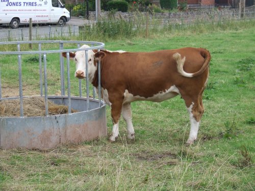 Ewyas Harold Cow feeding