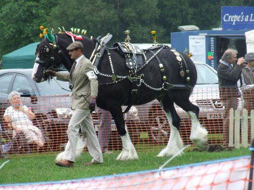 Abergavenny Shire Horse Show