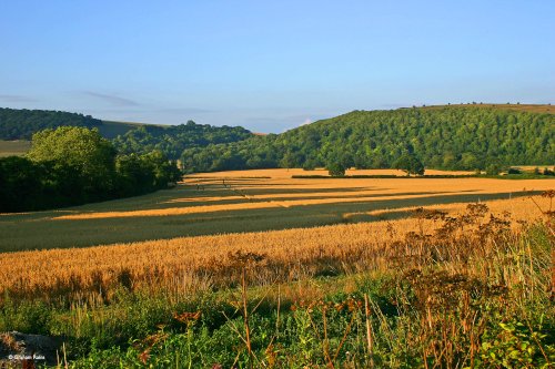 Stour Valley Summer