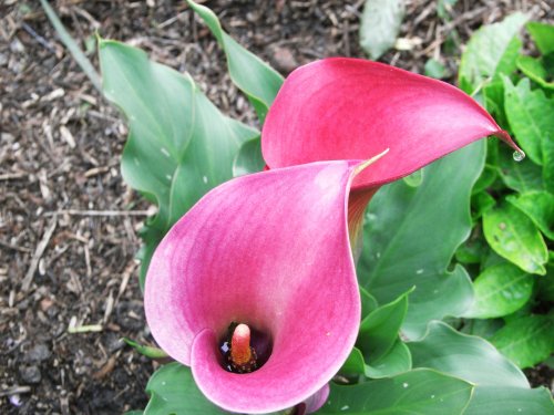 Bergh Apton Gardens Open Day