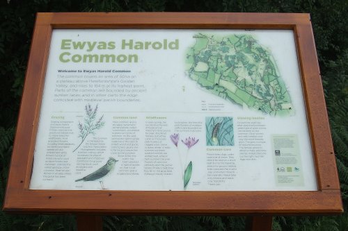 Ewyas Harold Common