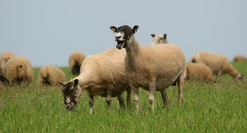 Lovely Sheep