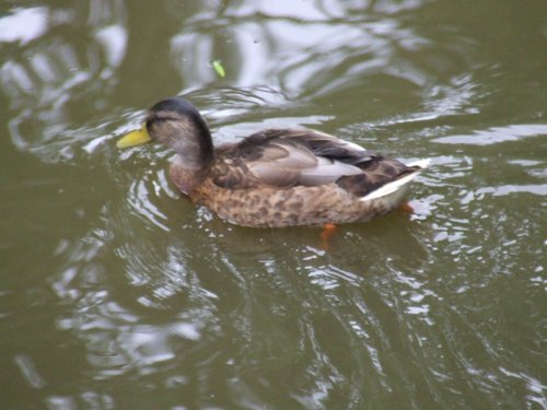 Newent lake and park