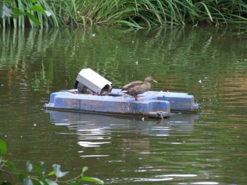 Newent lake and park