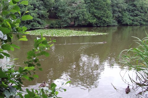 Newent lake and park