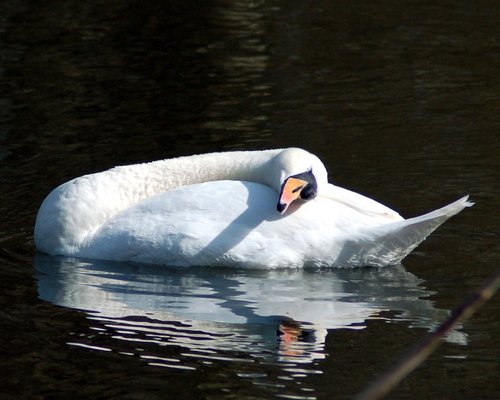 Sleeping Swan