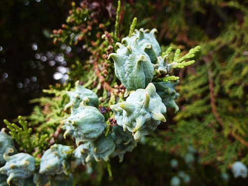 Close-up of the fir tree