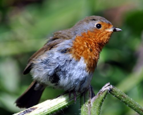 Robin eating a bug