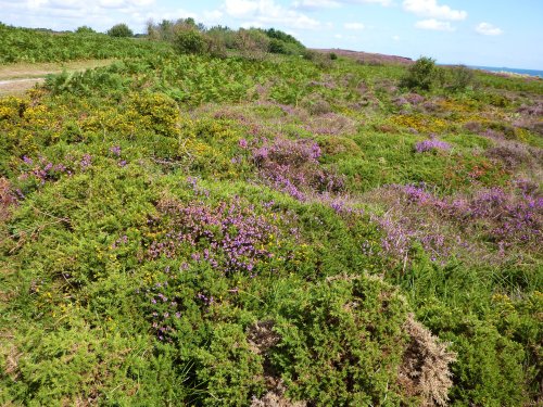 Dunwich Heath