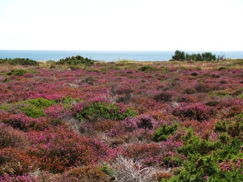 Dunwich Heath