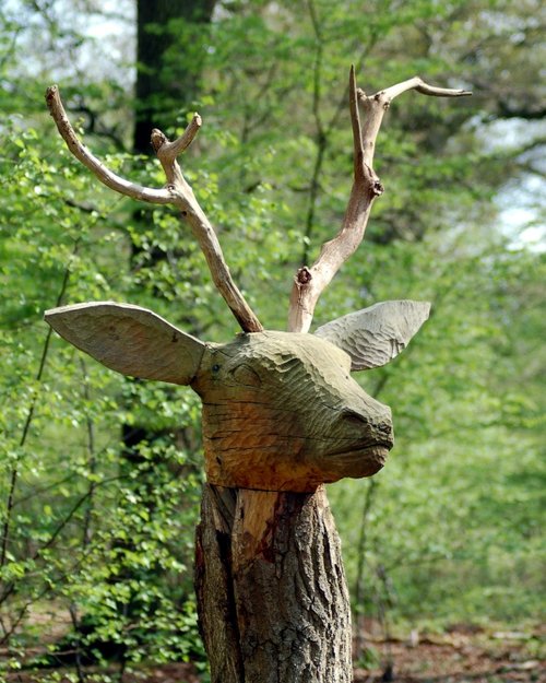 Parndon Wood Nature Reserve, Essex
