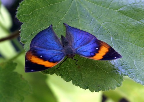 The Butterfly & Wildlife Park, Lincolnshire