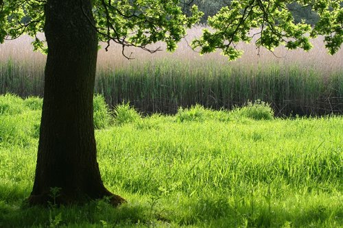 Lonely tree