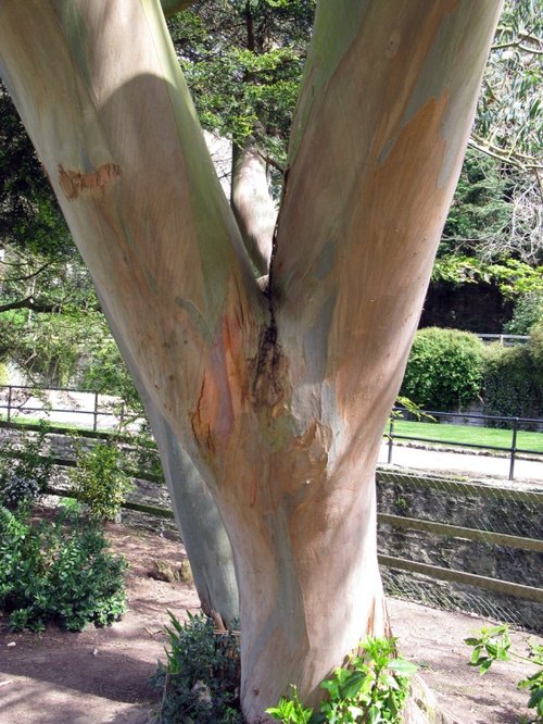 Naked tree near the Victaria Gardens