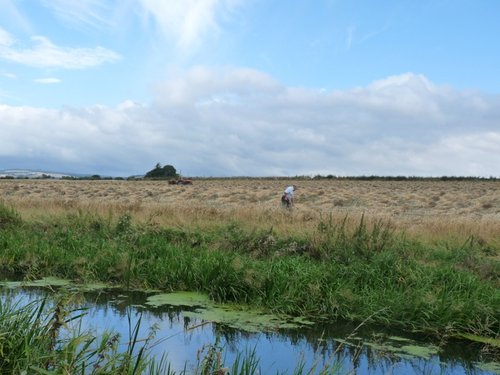 Reed cutting