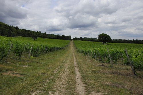 Path through the Vineyard