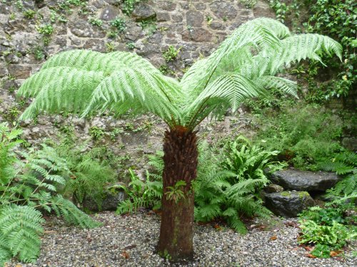 Fern tree