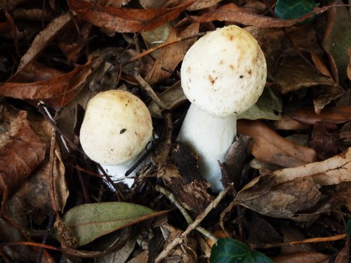 Fungi in the Churchyard