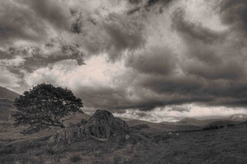 Withered tree in Snowdonia