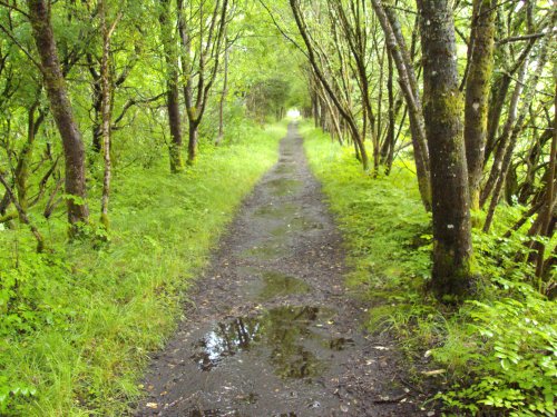 Forest of Kielder Water