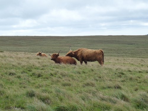 Dartmoor