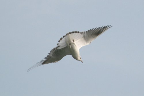 Juvenile Black Head Gull.