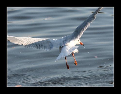 Gull fishing